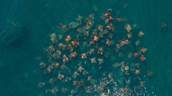 Conoce la sorprendente fauna marina del mar de San Carlos