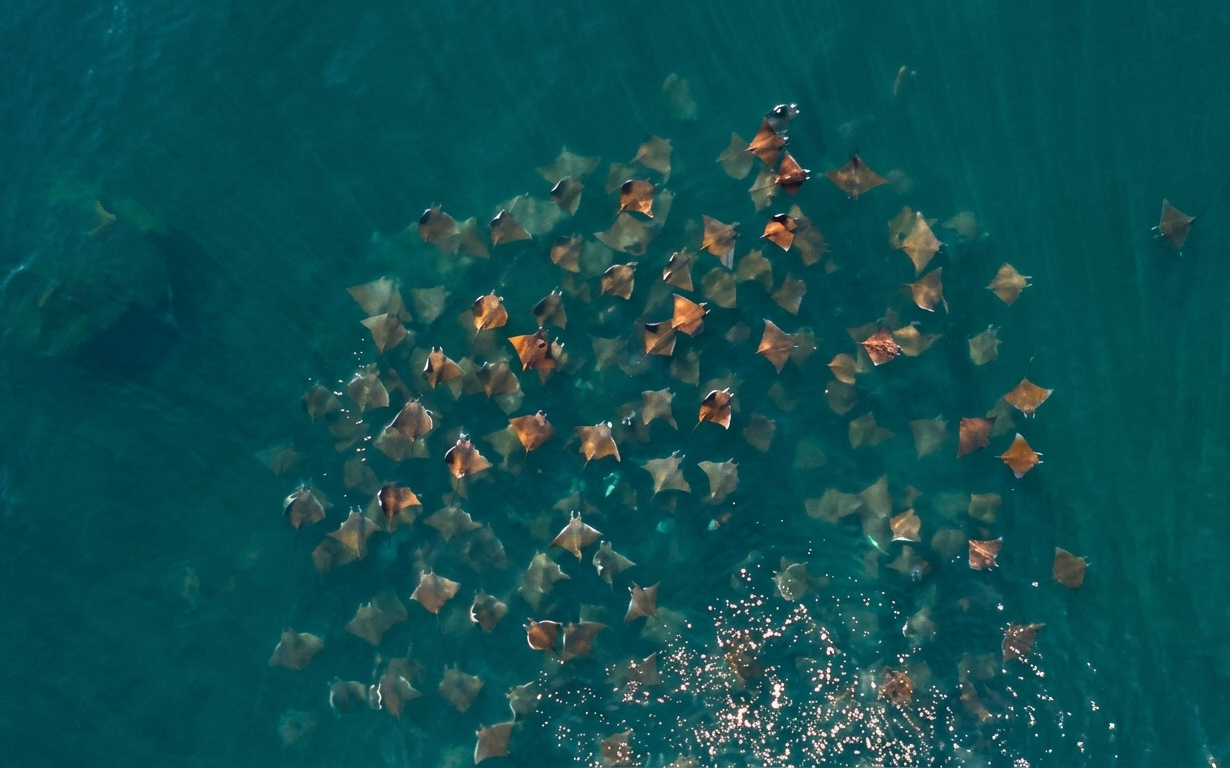 Conoce la sorprendente fauna marina del mar de San Carlos