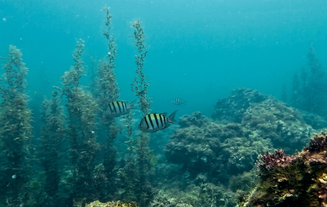 Conoce la sorprendente fauna marina del mar de San Carlos