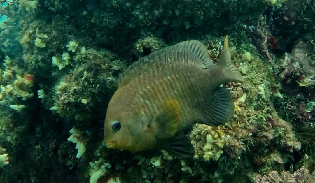 Conoce la sorprendente fauna marina del mar de San Carlos