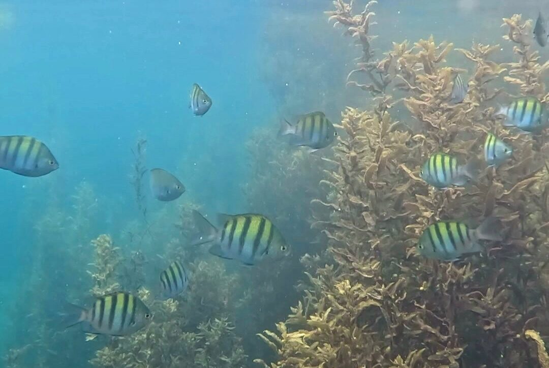 Conoce la sorprendente fauna marina del mar de San Carlos