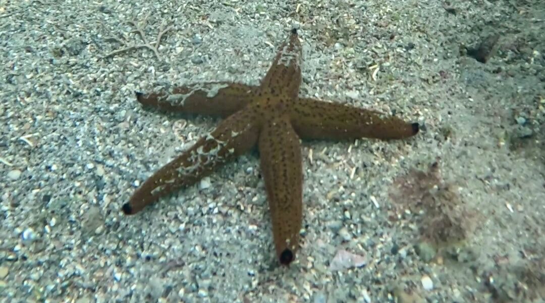 Conoce la sorprendente fauna marina del mar de San Carlos