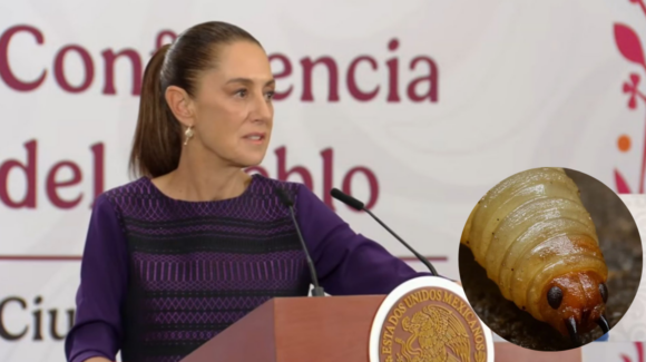 Existe cooperación con EU para frenar el gusano barrenador: Sheinbaum confía en reactivar exportación ganadera