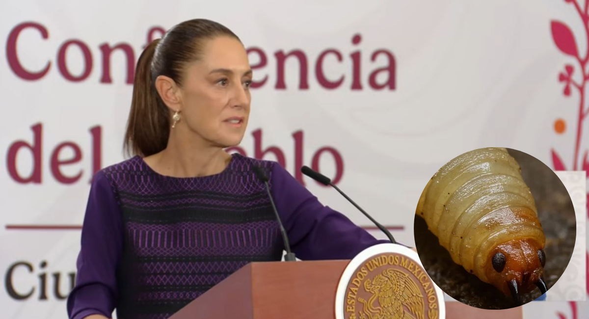 Existe cooperación con EU para frenar el gusano barrenador: Sheinbaum confía en reactivar exportación ganadera