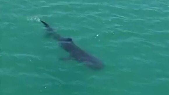 Ataque de tiburón deja a buzo al borde de la muerte cerca de Bahía de Kino