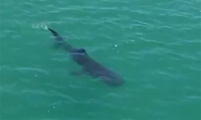 Ataque de tiburón deja a buzo al borde de la muerte cerca de Bahía de Kino