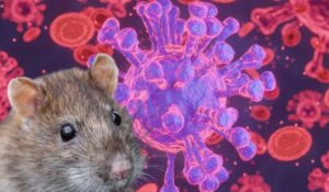 ¿Cuál es la población con mayor riesgo de contagio de hantavirus?