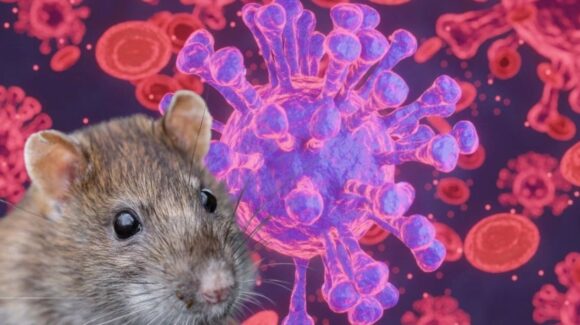 ¿Cuál es la población con mayor riesgo de contagio de hantavirus?