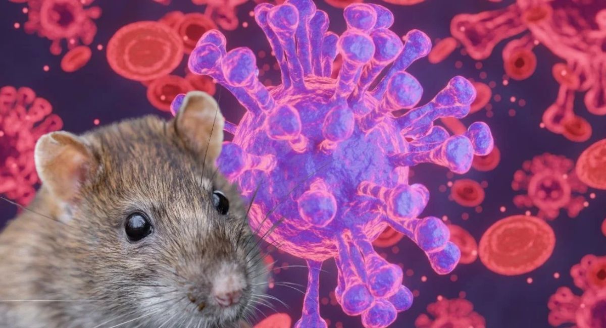 ¿Cuál es la población con mayor riesgo de contagio de hantavirus?