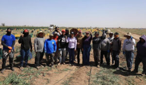 Reconoce Gobierno de Sonora la aportación de las y los trabajadores agrícolas a la economía del estado