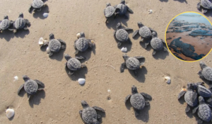 Advierten presencia de hidrocarburo en playas de anidación de tortugas en Campeche