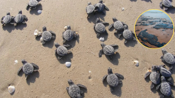 Advierten presencia de hidrocarburo en playas de anidación de tortugas en Campeche