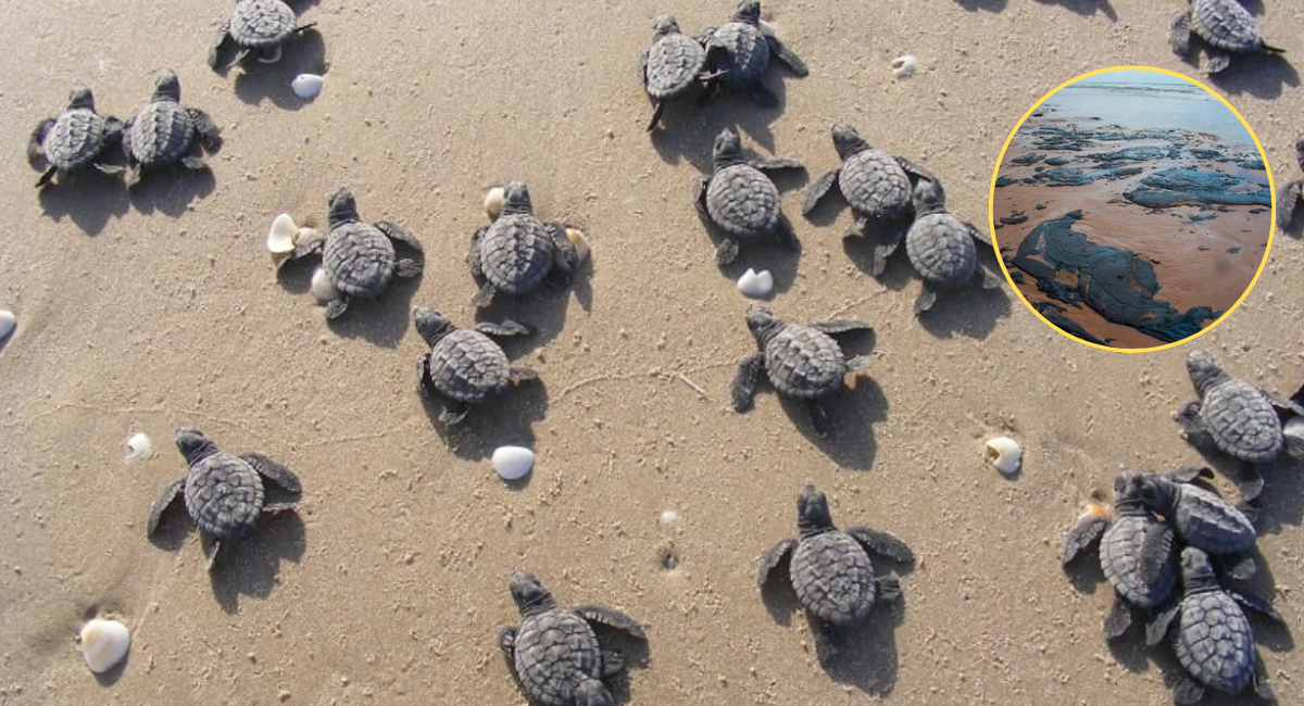 Advierten presencia de hidrocarburo en playas de anidación de tortugas en Campeche