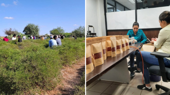 Producción de chiltepín, una alternativa de autoempleo en Etchojoa