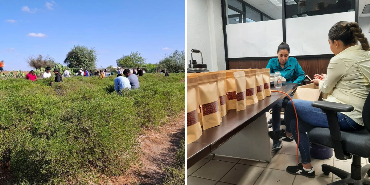 Producción de chiltepín, una alternativa de autoempleo en Etchojoa