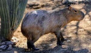 Capibara del Centro Ecológico de Hermosillo recibe nombre tras votación ciudadana