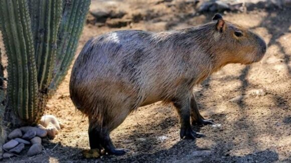 Capibara del Centro Ecológico de Hermosillo recibe nombre tras votación ciudadana