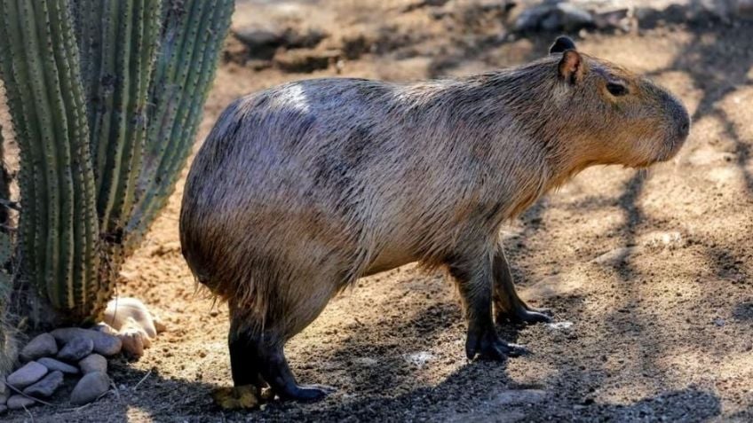 Capibara del Centro Ecológico de Hermosillo recibe nombre tras votación ciudadana.