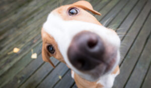 ¿Cómo saber si tu perro es sordo? Estás son las señales para identificarlos y cómo puedes ayudarlo