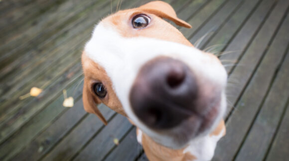 ¿Cómo saber si tu perro es sordo? Estás son las señales para identificarlos y cómo puedes ayudarlo