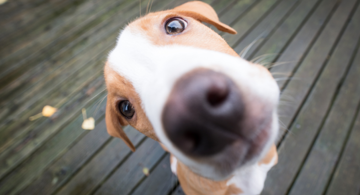 Cómo saber si tu perro es sordo y cómo ayudarlo con este extraño padecimiento