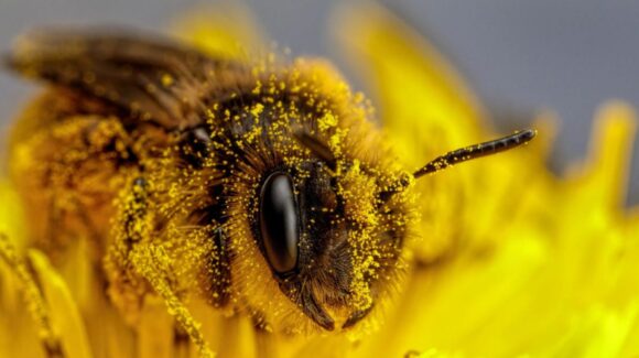Día Mundial de las Abejas: ¿Por qué son tan importantes para los humanos?