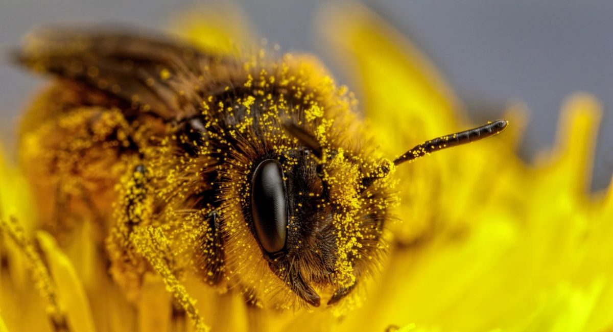 Día Mundial de las Abejas: ¿Por qué son tan importantes para los humanos?