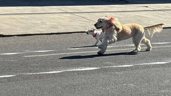 ‘Domingueando en Bici’ reúne familias con divertida carrera de mascotas en Cajeme