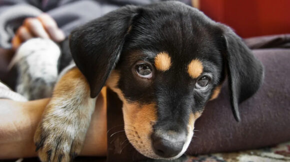 Conoce cuáles son las enfermedades más comunes para los perros en el verano y cómo prevenirlas