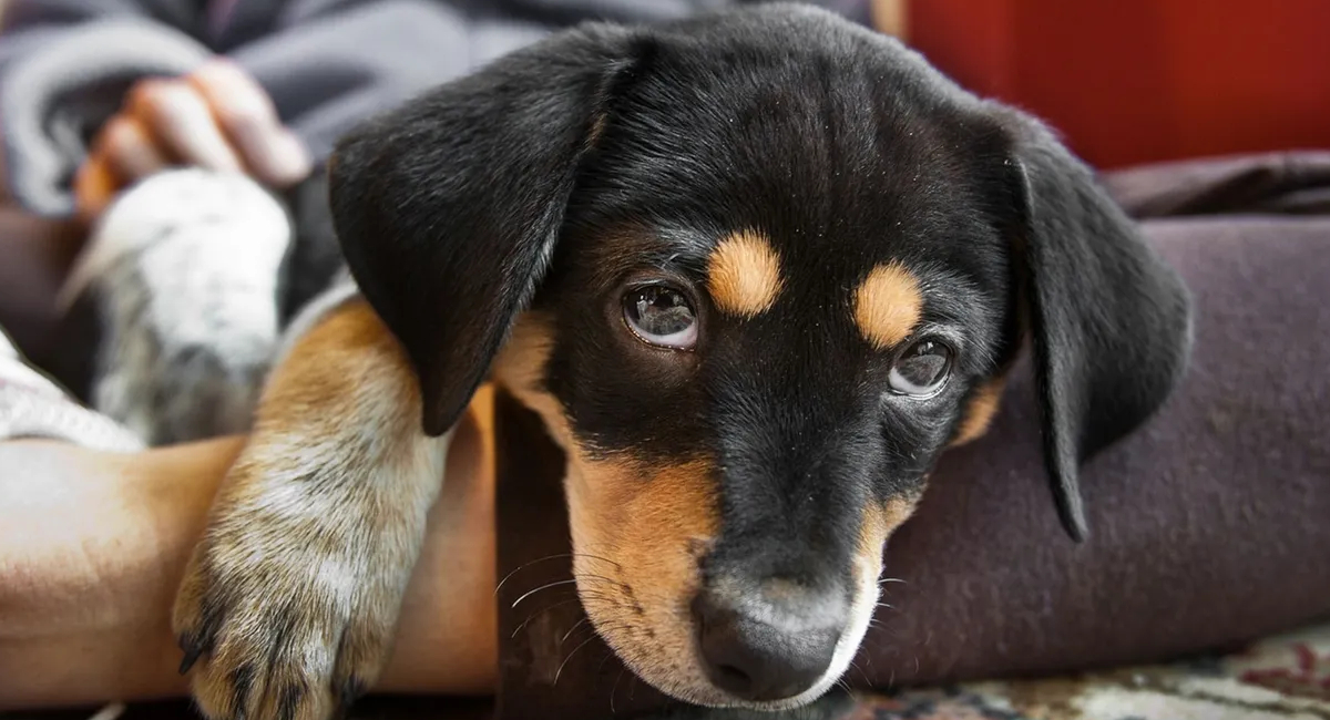 Enfermedades a las que tu perro es más susceptible en verano