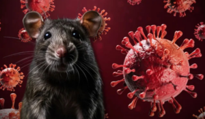 Estados Unidos vigila a 41 personas por exposición al hantavirus; el riesgo sigue siendo bajo