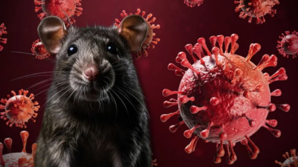 Estados Unidos vigila a 41 personas por exposición al hantavirus; el riesgo sigue siendo bajo