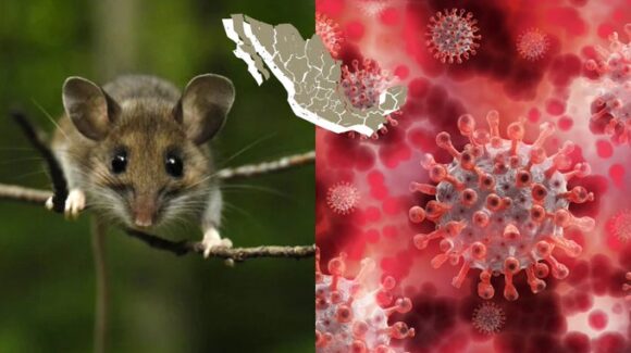 Hantavirus de los Andes: Autoridades sanitarias de México emiten aviso epidemiológico por brote