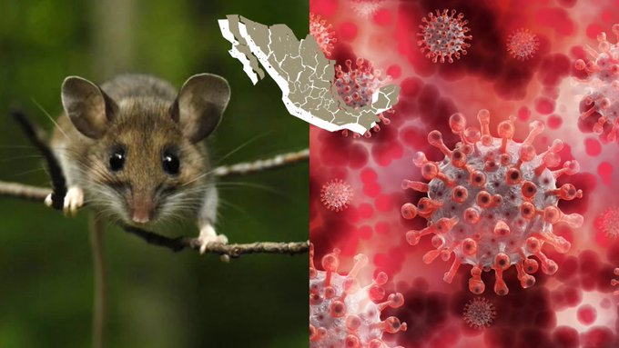 Hantavirus de los Andes: Autoridades sanitarias de México emiten aviso epidemiológico por brote.