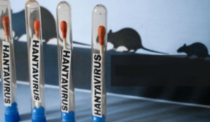 Hantavirus tras brote en crucero: ¿Hay casos en México? Todo lo que debes saber sobre síntomas y prevención