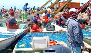 Inicia temporada de aguamala con buenas capturas pero bajo precio en Guaymas y Empalme