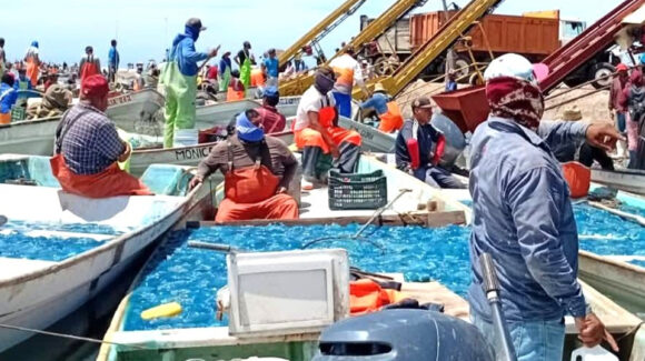 Inicia temporada de aguamala con buenas capturas pero bajo precio en Guaymas y Empalme