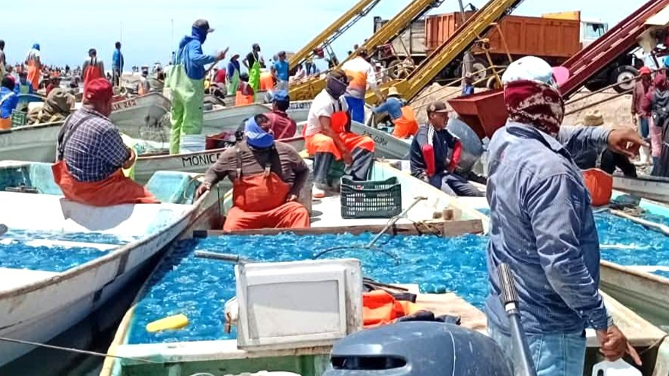 Inicia temporada de aguamala con buenas capturas pero bajo precio en Guaymas y Empalme