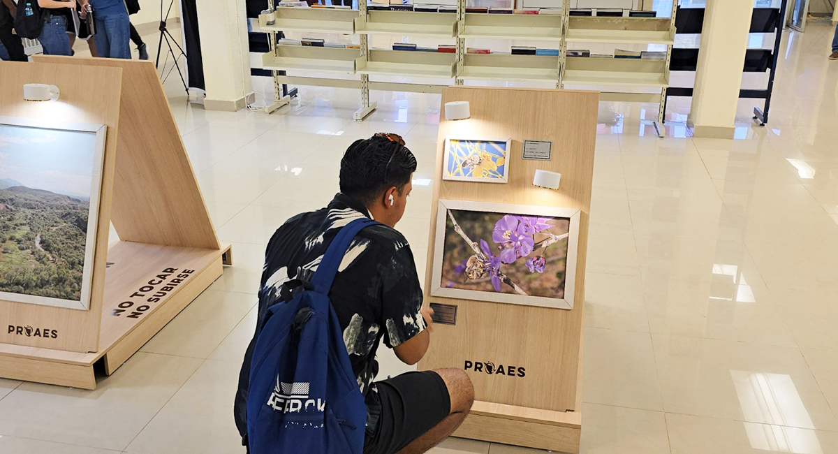 Itson de Ciudad Obregón inaugura exposición sobre abejas nativas y biodiversidad del desierto sonorense