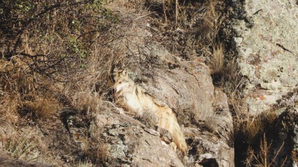 Profepa libera tres lobos mexicanos en Chihuahua bajo programa binacional