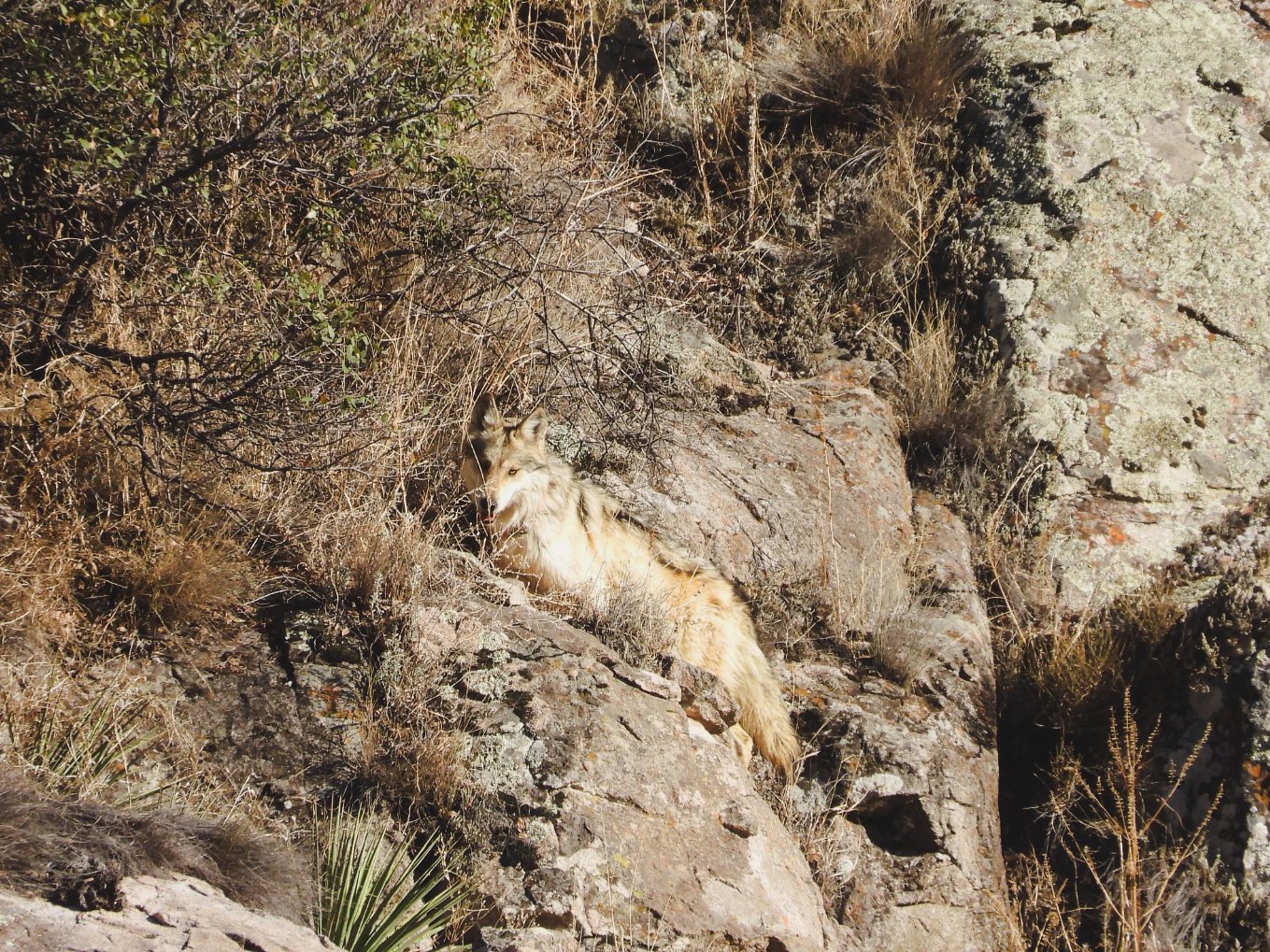 Profepa libera tres lobos mexicanos en Chihuahua bajo programa binacional.