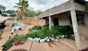 Fiscalía desmantela invernadero de marihuana al norte de Sonora; localizaron más de 800 plantas