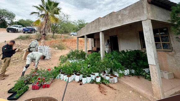 Fiscalía desmantela invernadero de marihuana al norte de Sonora; localizaron más de 800 plantas