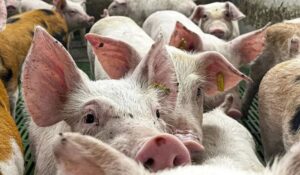 México suspende importaciones de algunos productos de cerdo de Estados Unidos por detección del virus de la pseudorrabia