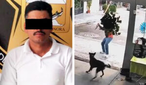 Fiscalía de Sonora inicia proceso contra agresor de perro en Navojoa; lo golpeó con palo de madera