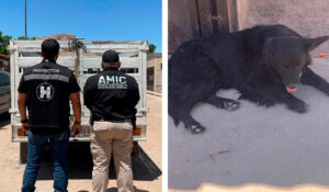 Denuncia permite rescatar a perro abandonado en vivienda de Hermosillo; no tenía comida ni agua