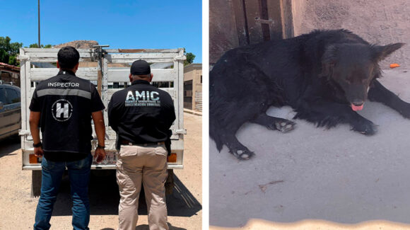 Denuncia permite rescatar a perro abandonado en vivienda de Hermosillo; no tenía comida ni agua