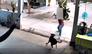 VIDEO: Fiscalía de Sonora detiene a sujeto que golpeó brutalmente a perro ajeno en Navojoa