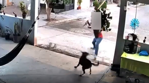 VIDEO: Fiscalía de Sonora detiene a sujeto que golpeó brutalmente a perro ajeno en Navojoa