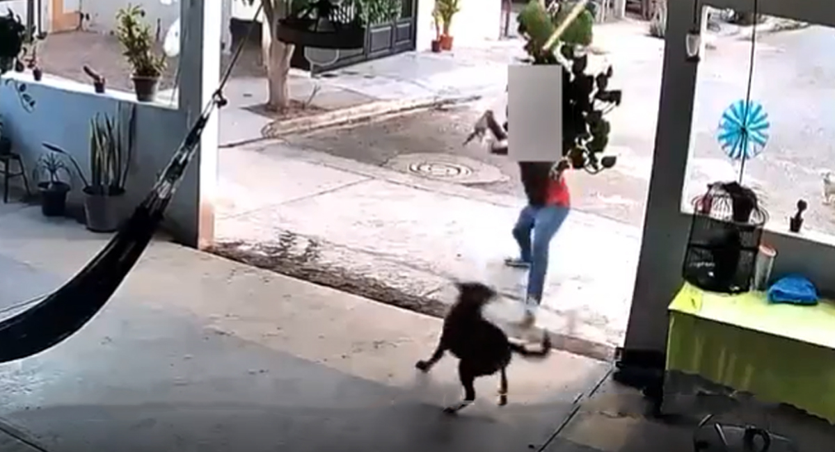 El momento en que el ahora detenido atacó al animal con un palo